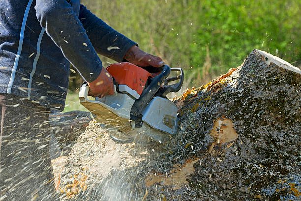 Tree Removal for Businesses